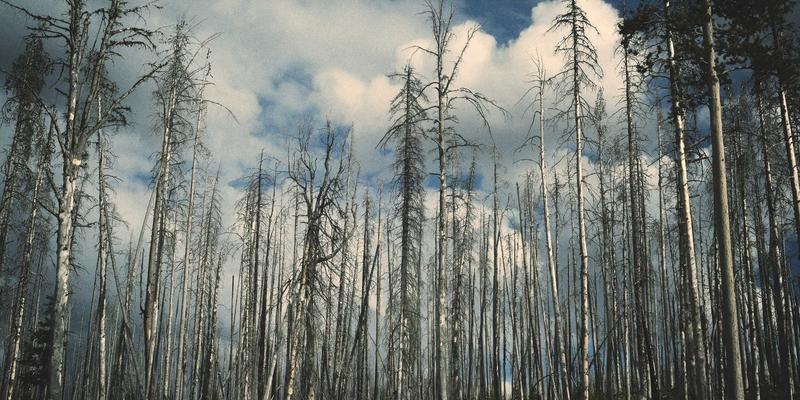 主题性植物景观营造指南：如何打造引人入胜的专类园（月季园/岩石园/药用植物园）
