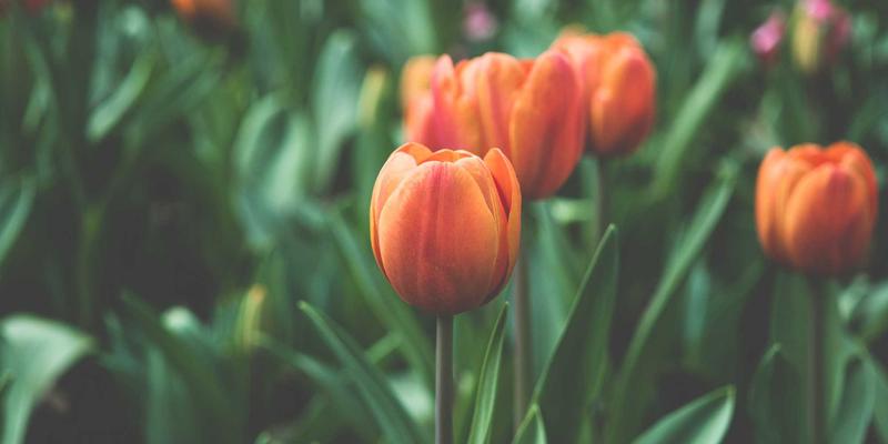 园林景观中的嗅觉设计：林轩园艺揭秘如何用芳香植物塑造独特场所记忆