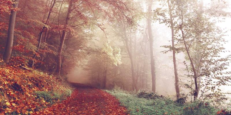 景观设计中的无障碍设计：超越规范，创造全龄包容的感官体验 | 林轩园艺