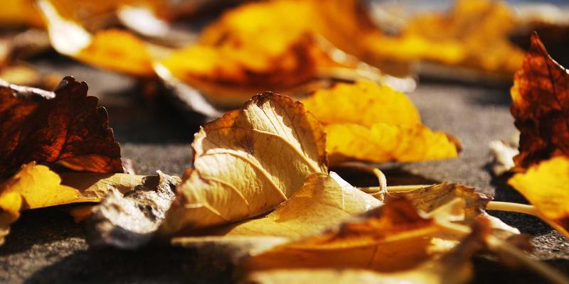 海绵城市理念下的雨水花园设计：林轩园艺详解技术要点、植物配置与维护管理