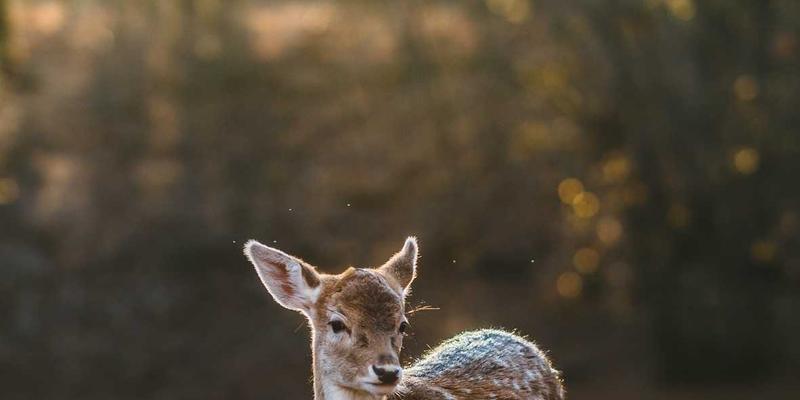 疗愈花园设计指南：基于循证设计的园艺疗法空间营造 | 林轩园艺
